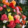 Image 8: Begonia Nonstop Joy Peaches or Sun Dancer Mixed Plug Plant Collections
