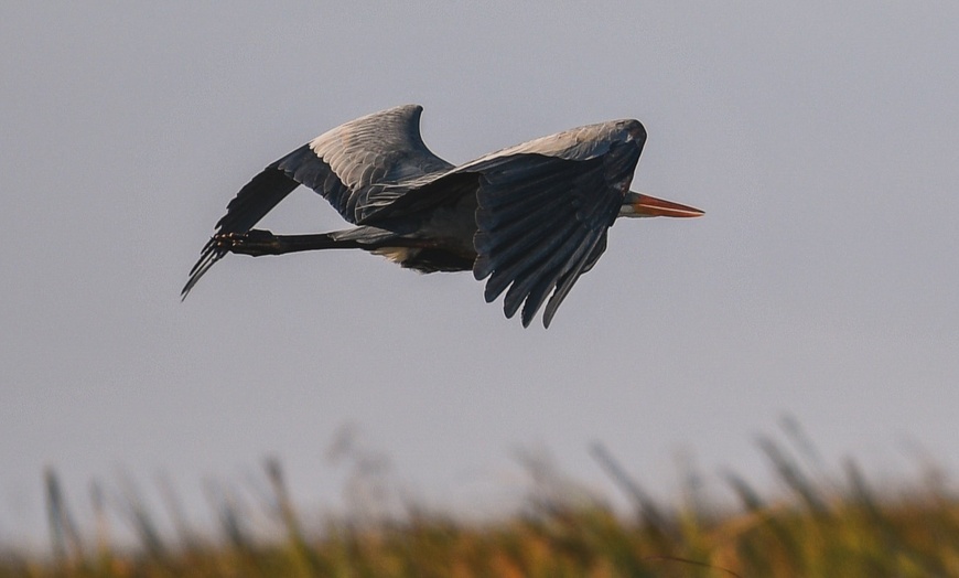 Image 10: Everglades Airboat Tour & Cultural Experience