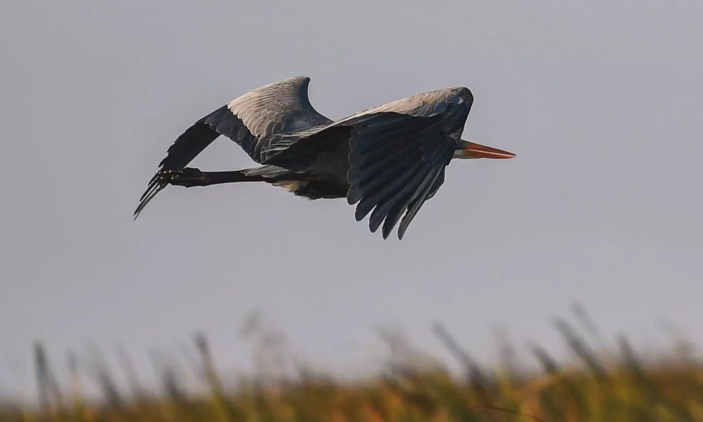 Everglades Airboat Tour & Cultural Experience