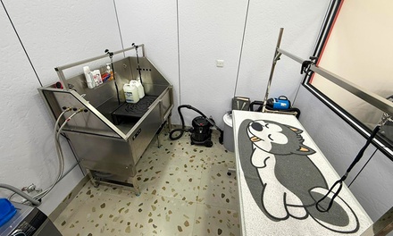 Basic grooming for a small dog/cat - Kayan Veterinary Clinic