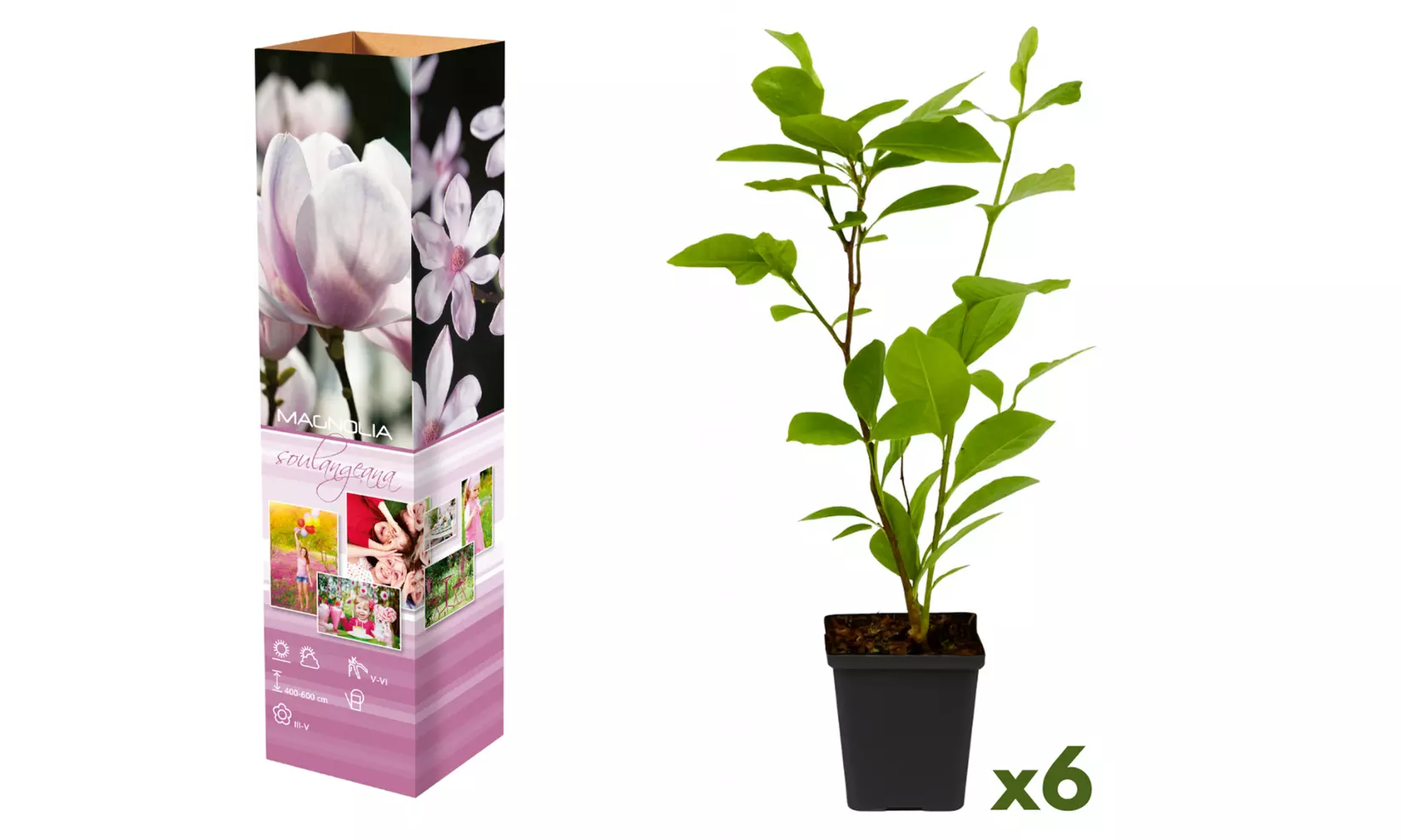 3x oder 6x Magnolien