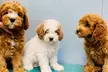 Comprehensive Pet Care: Dog / Cat Medical Check Up with Optional Deworming or Annual Vaccination (Up to 56% Off) - Image 2