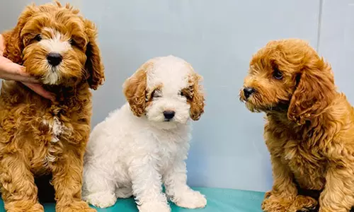 Dog / Cat Medical Check Up w/ Optional Deworming or Annual Vaccination