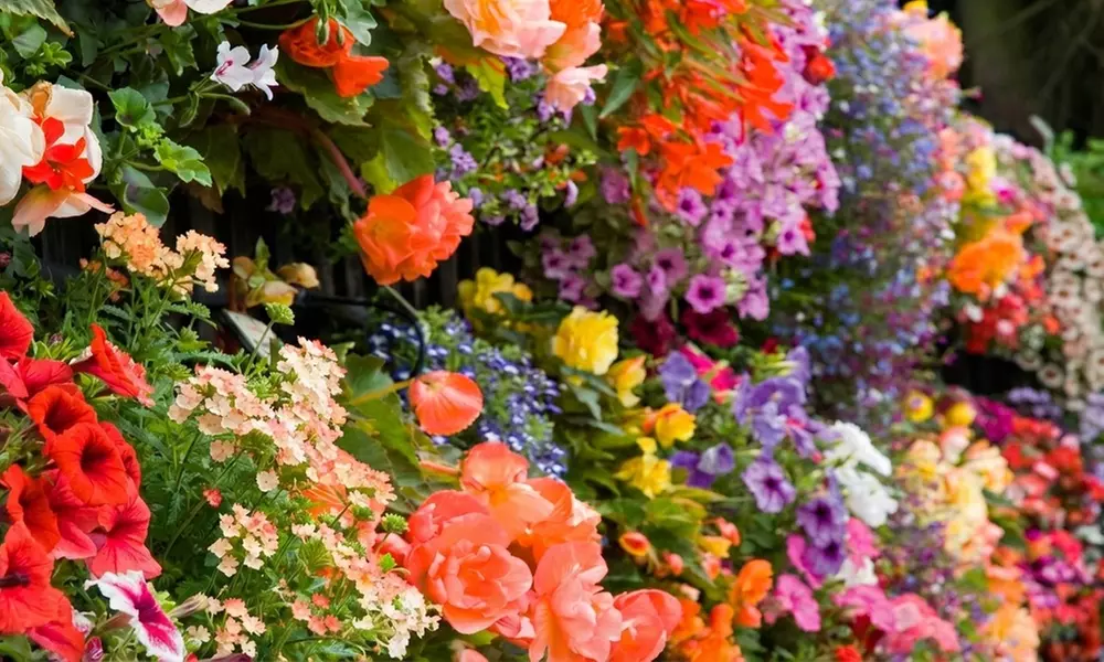 60 or 120 Mixed Summer Bedding Plants