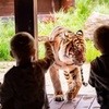 Image 9: Explore Sydney Harbour & Taronga Zoo + Return Ticket - Child or Adult 