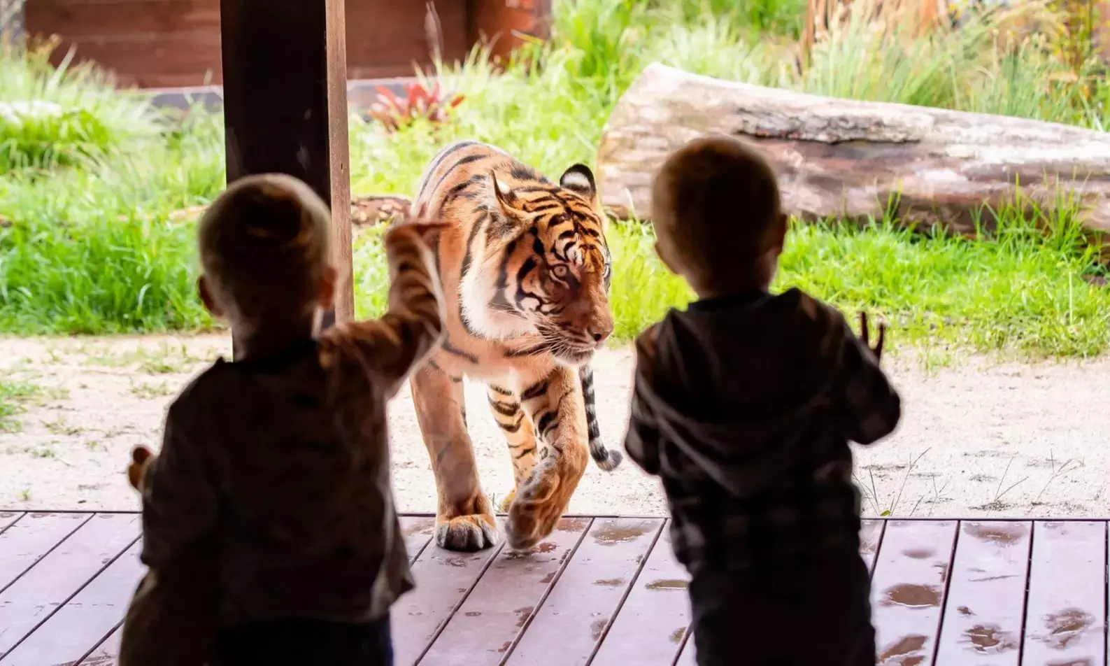 Explore Sydney Harbour & Taronga Zoo + Return Ticket - Child or Adult