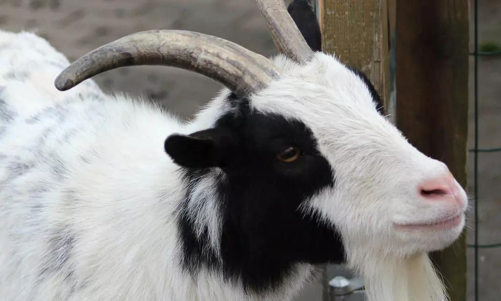 Tageskarte für den Tierpark Herborn für 1-2 Erwachsenen & 2 Kindern