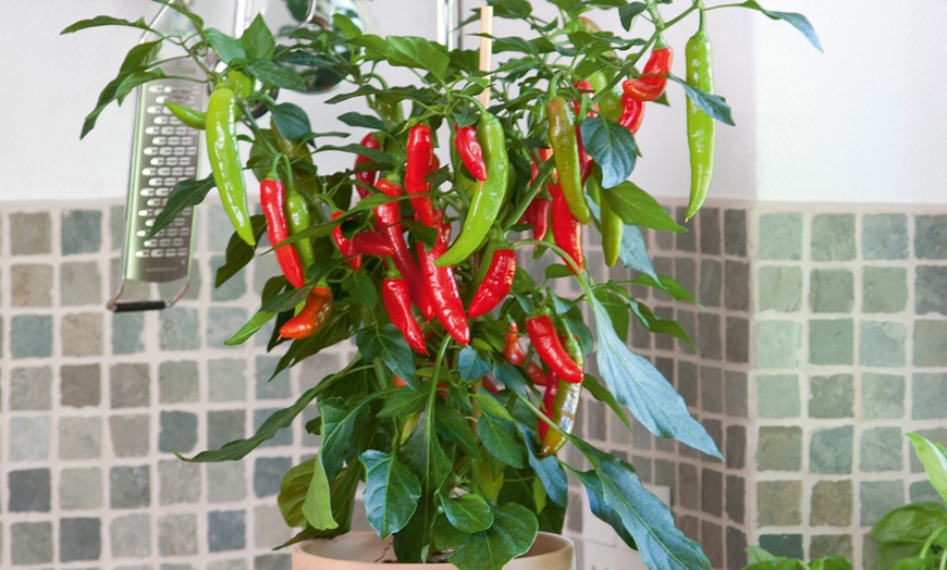 Image 6: Bumper 35-Pack Vegetable Seed Kit and Free Garden Snips