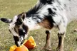 Feed Animals, Pick Pumpkins & More at Family-Owned Petting Farm - Up to 11% Off - Second Medium