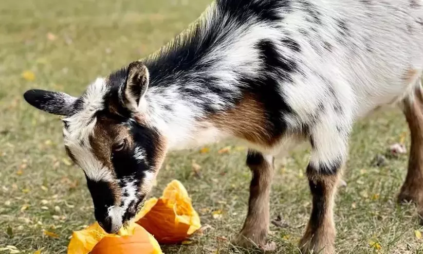 Reunite with Nature Picking Pumpkins at Family-Owned Petting Farm