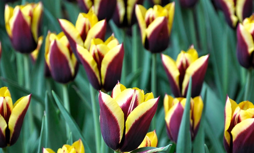 Image 1: 12 or 24 Tulip Gavota Spring Flowering Bulbs