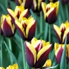 Image 1: 12 or 24 Tulip Gavota Spring Flowering Bulbs