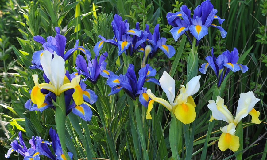 Image 8: Mixed Flowering Bulbs – Anemone Blanda, Nerines & Dutch Iris