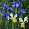 Image 6: Mixed Spring Iris Bulbs - Up to 200 Bulbs
