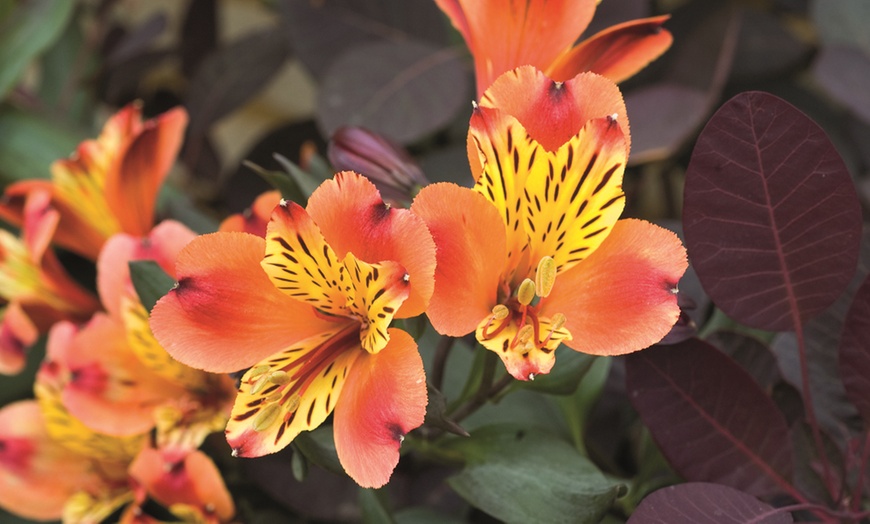 Image 3: One, Three or SIx Hardy Alstroemeria Indian Summer