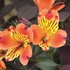 Image 3: One, Three or SIx Hardy Alstroemeria Indian Summer