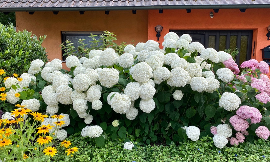 Image 1: Upto Three Mixed Potted White Hydrangea Varieties