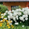 Image 1: Upto Three Mixed Potted White Hydrangea Varieties