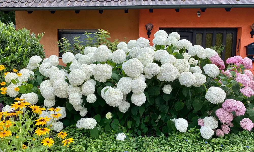 Upto Three Mixed Potted White Hydrangea Varieties - Primary Image