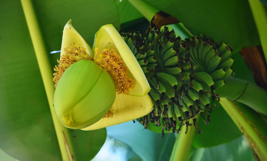 Image 2: One or Three Japanese Banana Musa Basjoo Plants
