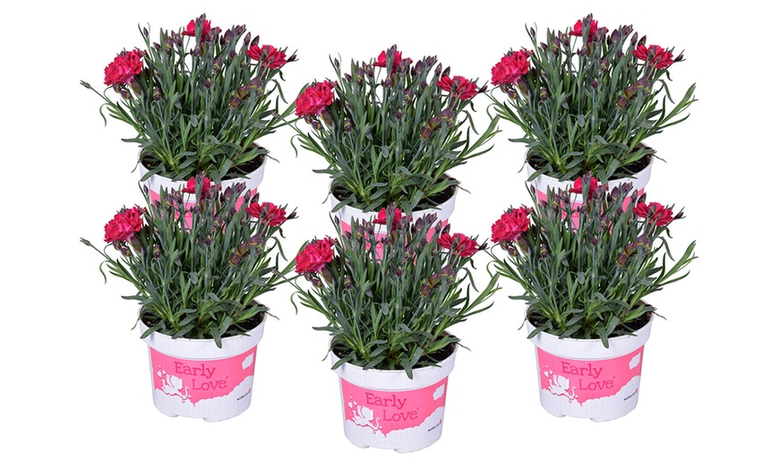 Image 3: Dianthus Early Love