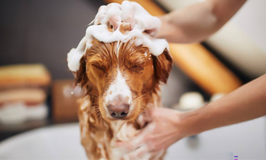 Image 3: Pamper Your Pup with a Full Groom, Bath & Blow-Dry Long or Double Coat