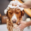 Image 3: Pamper Your Pup with a Full Groom, Bath & Blow-Dry Long or Double Coat