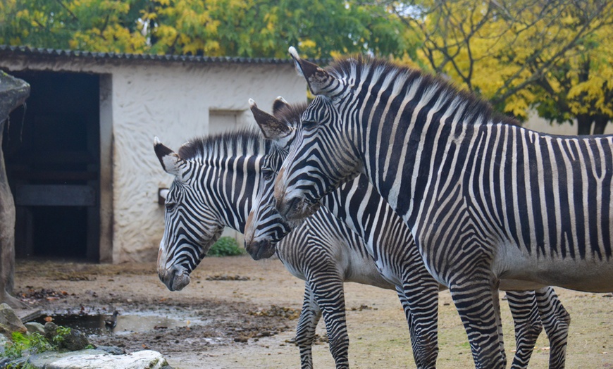 Image 21: Vivre les missions d’un soigneur au Touroparc Zoo