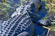 Explore Florida's Everglades with an Authentic Airboat Tour & Miccosukee Cultural Discovery - Second Medium