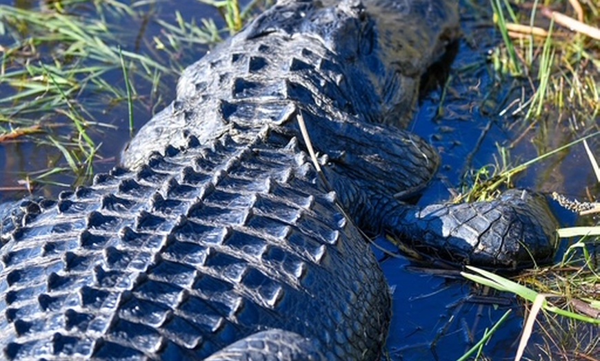 Image 6: Everglades Airboat Tour & Cultural Experience