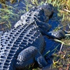 Image 6: Everglades Airboat Tour & Cultural Experience