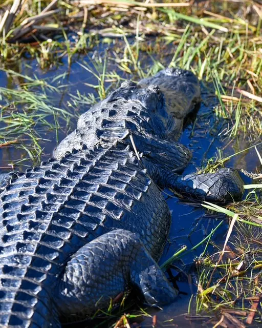 Everglades Airboat Tour & Cultural Experience