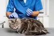 Dog & Cat Medical Check-Up, Annual Vaccination & Wellness Packages @Cute Cat Veterinary Clinic Dubai(Upto51%Off) - Image 3
