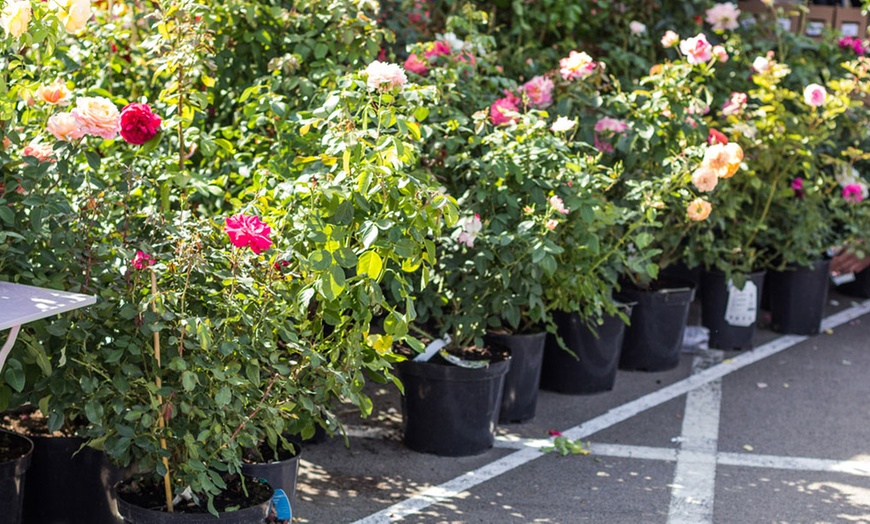 Image 4: Rose Flower Carpet Pink -1, 3 or 5 Plants in 3-Litre Pots