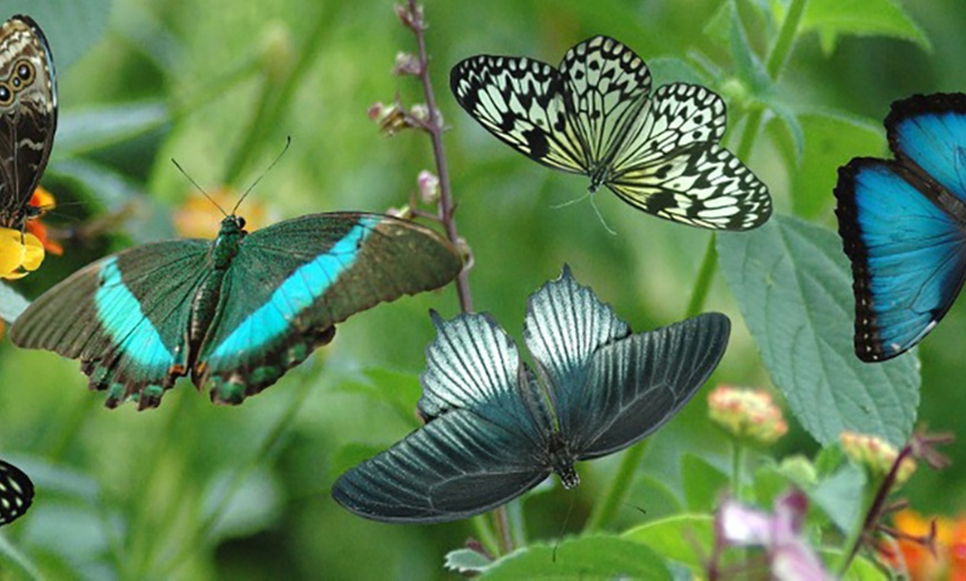 Image 13: Genova 4*: 1 o 2 notti con colazione, Acquario e Biosfera