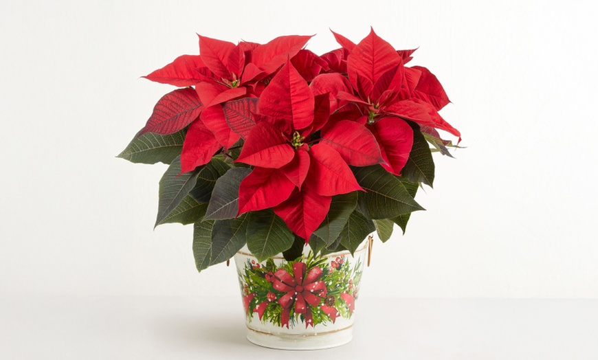 Image 6: Next Day Delivery Christmas Plants from 1-800-Flowers (up to 50% off)