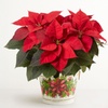 Image 6: Next Day Delivery Christmas Plants from 1-800-Flowers (up to 50% off)
