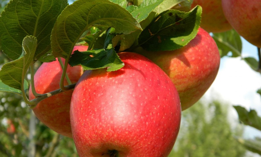 Image 6: 1 ou 2 ensembles de 4 arbres fruitiers piliers