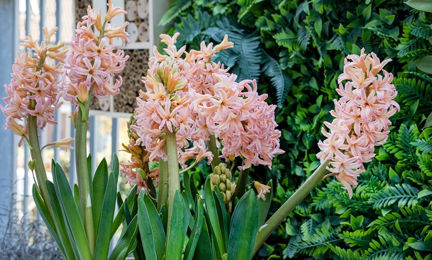 Image 7: Lot de 10, 15, 20, 25 ou 40 bulbes de jacinthe