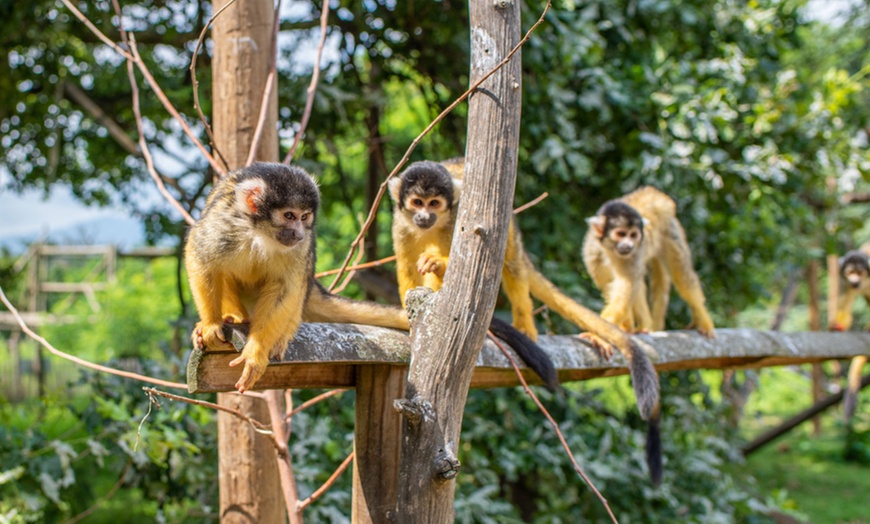 Image 9: Wow Safari Peaugres : 1 billet, 2 visites magiques en pleine nature