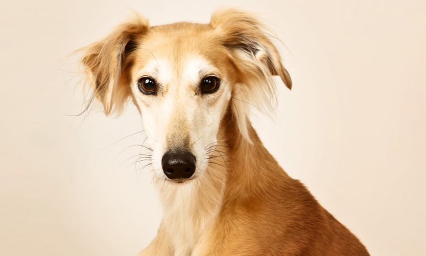 Image 2: Capture Precious Pet Moments in Studio at Barrett & Coe studios