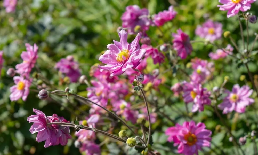 Mehrjähriges 8er-Staudenbeet-Set „Nora“