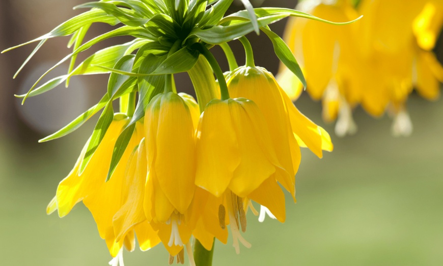 Image 4: 3 bulbi di Fritillaria Lutea e Rubra