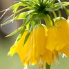 Image 4: 3 bulbi di Fritillaria Lutea e Rubra