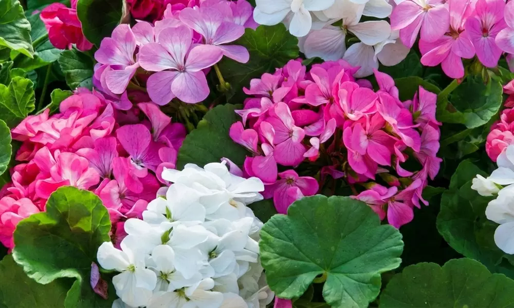 30 or 60 Geranium ‘Jackpot’ Summer Colour Collections