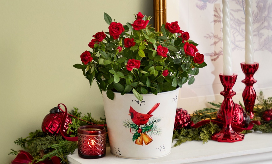 Image 3: Next Day Delivery Christmas Plants from 1-800-Flowers (up to 50% off)