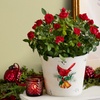 Image 3: Next Day Delivery Christmas Plants from 1-800-Flowers (up to 50% off)