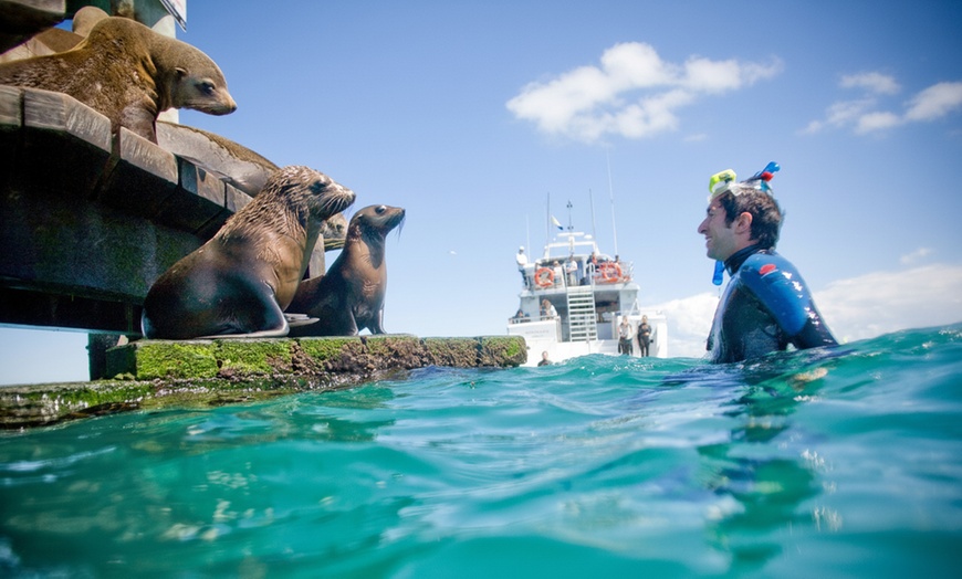 Image 5: 1.5-Hour Wildlife Adventure Cruise or 2-Hour Snorkel with Seals
