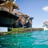 Image 5: 1.5-Hour Wildlife Adventure Cruise or 2-Hour Snorkel with Seals