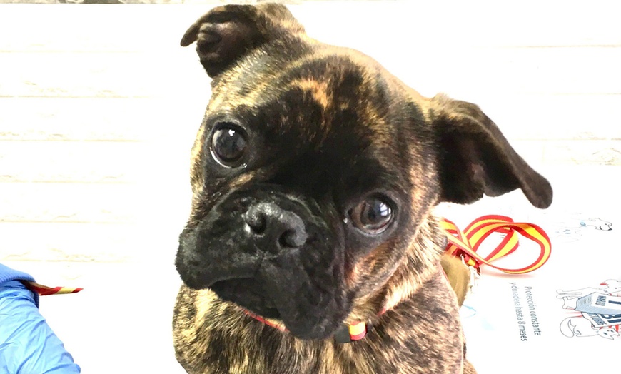 Image 6: Vacunas y consultas para perros y gatos con revisión y desparasitación